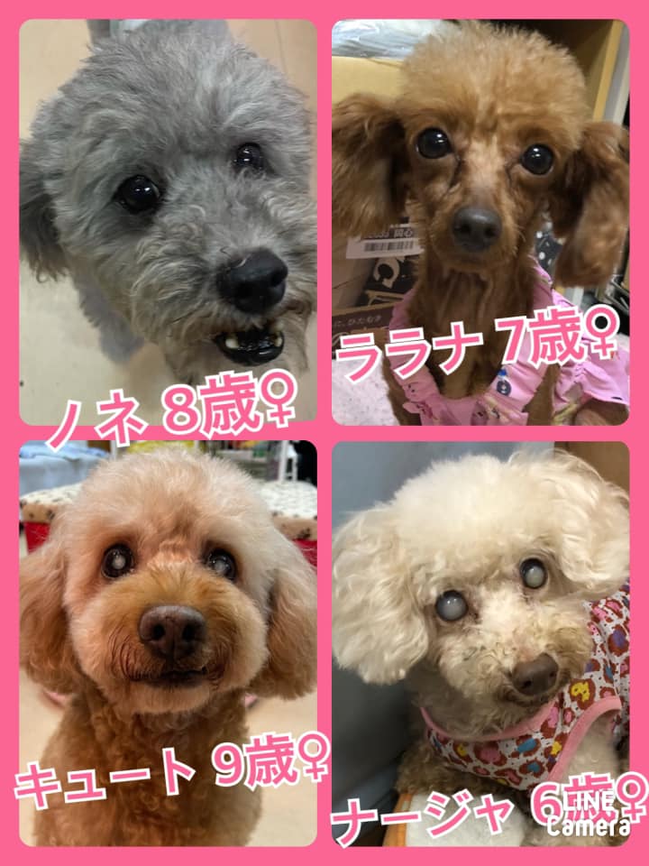 🐾今日の里親様募集中ワンコ🐶メンバーです🐾2021,6,24